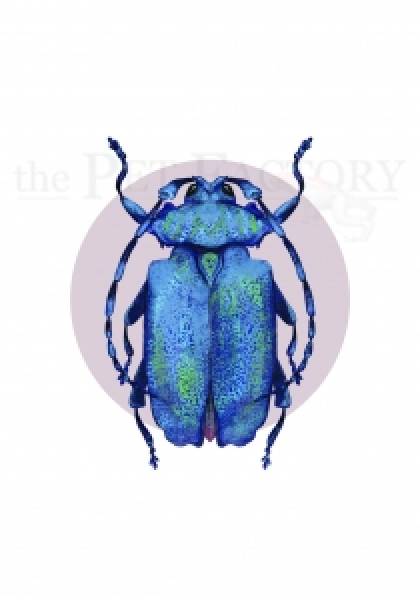 Print DIN A4 Blue Longhorn Beetle